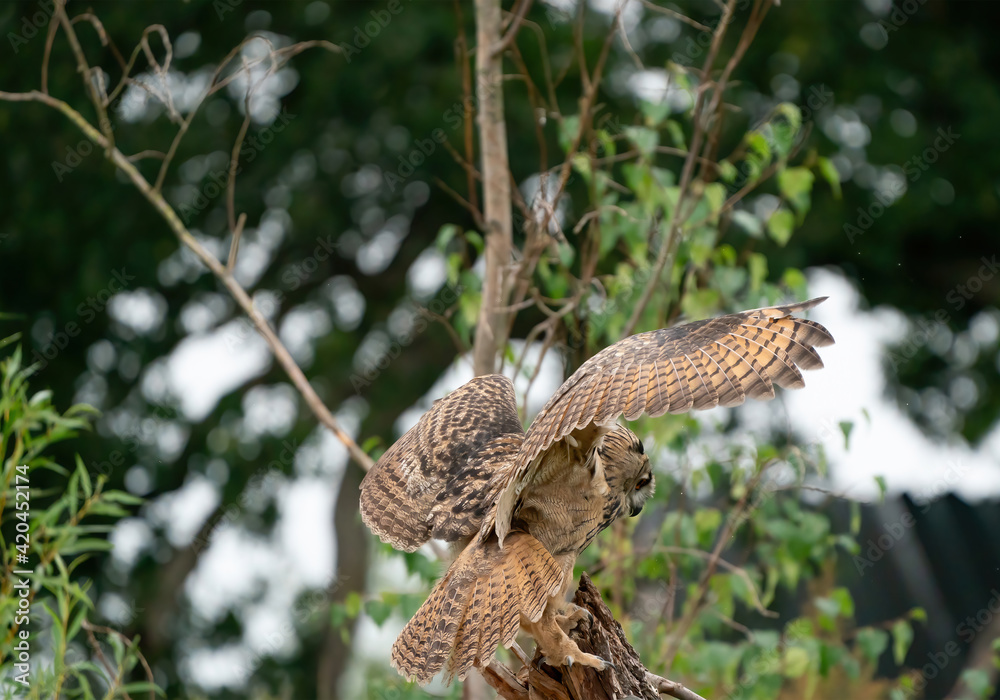 A Eurasian Eagle Owl or Eagle Owl. Land on a stump. With spread wings and open mouth, seen from the side