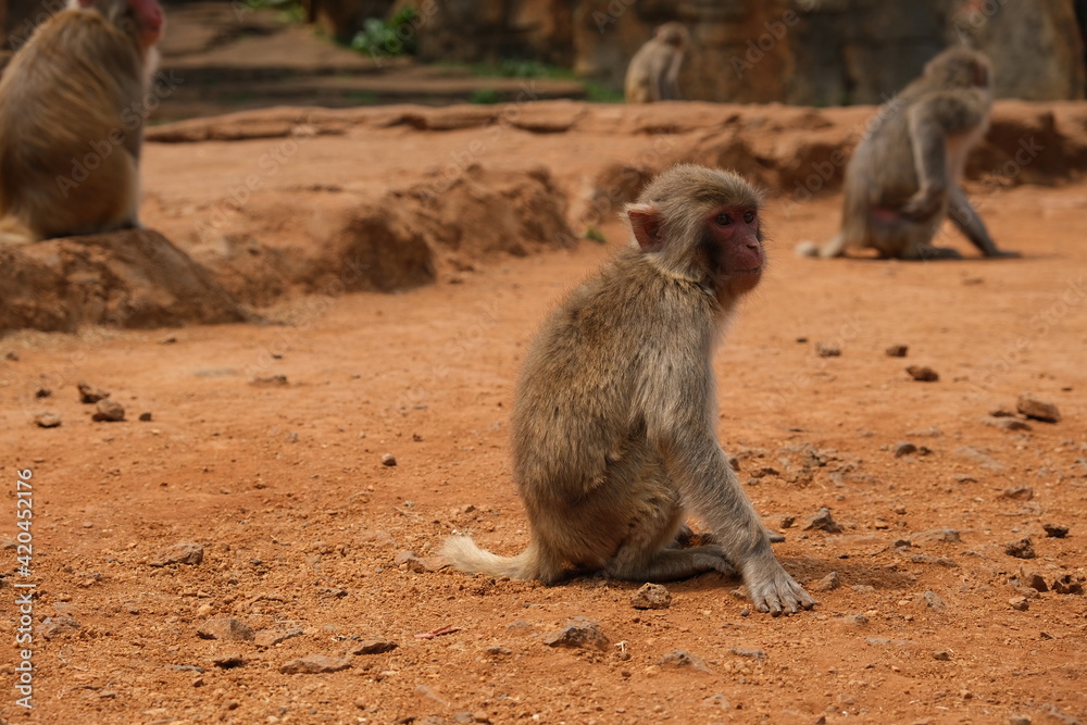 wide shot of monkeys sitting on ground, looking away. Blur background wide shot of monkeys sitting on ground, looking away. Blur background