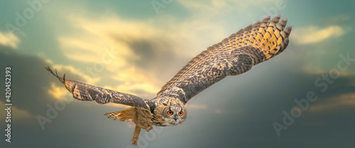 One Eagle Owl flies with spread wings against a dramatic sky. Orange eyes stare at you while he is flying. Dramatic blue, yellow and green sky in the background. Composite photo, social media or cover