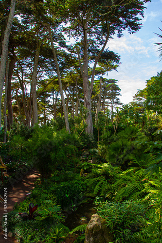 Fototapeta Naklejka Na Ścianę i Meble -  Plantes tropicales sur l'île de Batz, Finistère, France