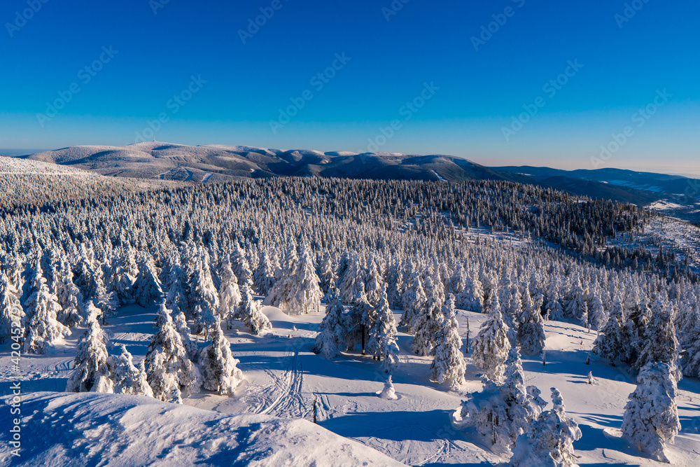 Cold winter morning in mountain foresty with snow covered fir trees. Beauty of nature concept background. Jeseniky mountain in czech