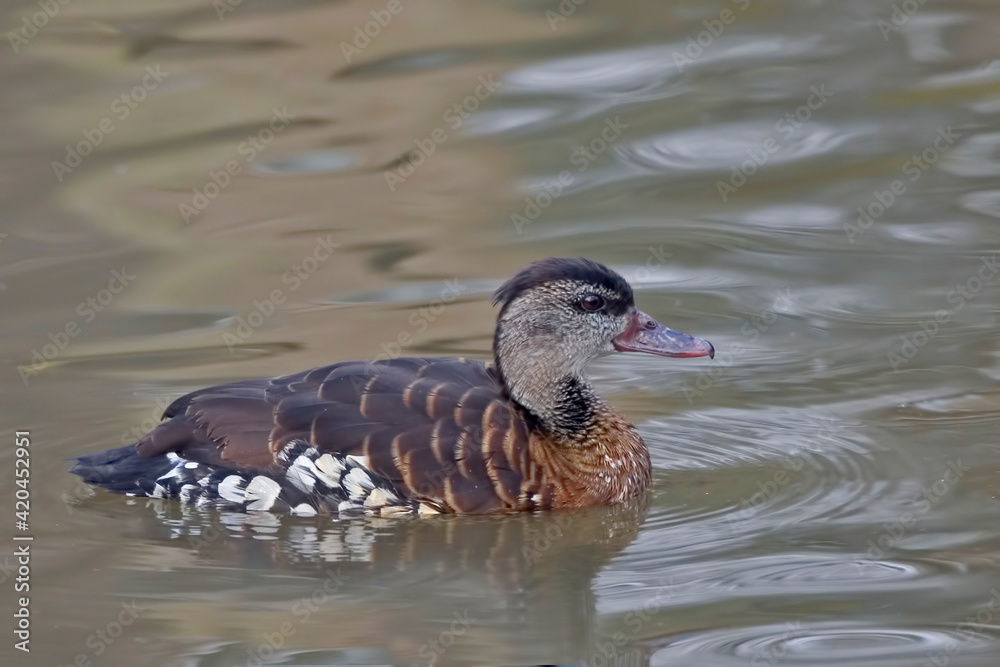 Spotted Whistling Duck, Dendrocygna guttata, resting on the water Spotted Whistling Duck, Dendrocygna guttata, resting on the water