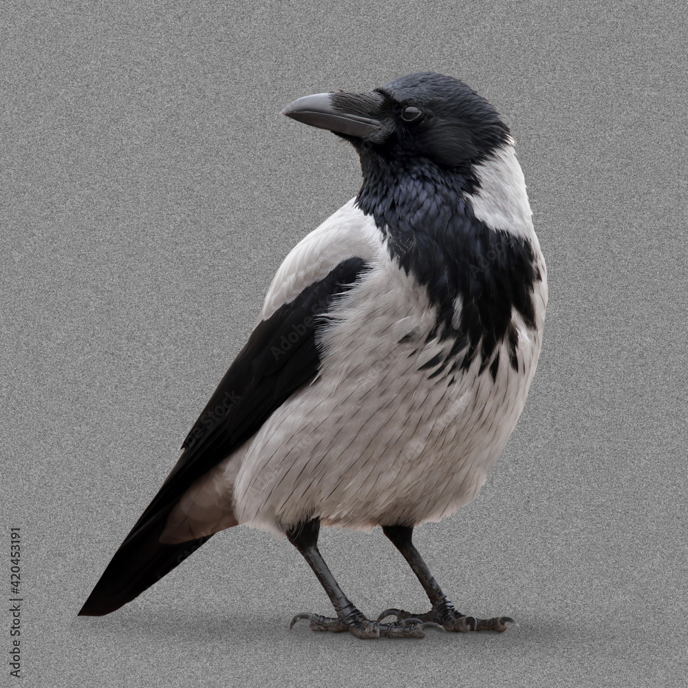 Fototapeta premium Young Hooded Crow