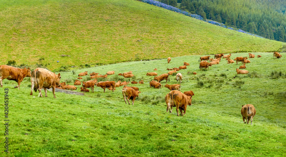 Manada de vacas de carne num prado verde. Manada de vacas de carne num prado verde.