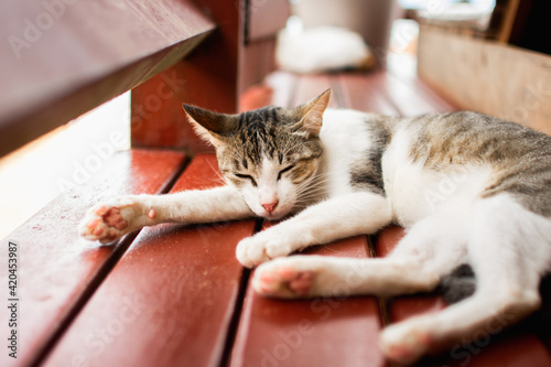 Fototapeta Naklejka Na Ścianę i Meble -  Animal gato dormindo