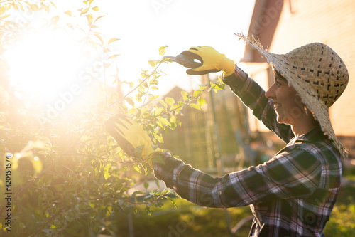 Side view of focused young caucasian woman gardener cuts unnecessary branches and leaves from tree with pruning shears while processing an apple tree in the garden. Organic gardening concept