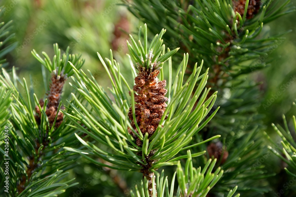 Pine cones of pinus mugo in spring in the garden closeup

