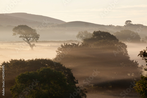Misty landscape with trees, Gower Peninsula, Swansea, West Glamorgan, Wales, United Kingdom, Europe