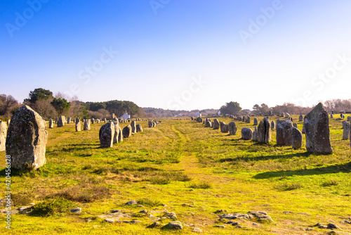 Miles long megalithic stones alignement in Carnac, Brittany photo
