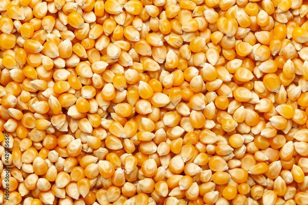 close-up of organic yellow corn seed or maize (Zea mays) Full-Frame Background. Top View close-up of organic yellow corn seed or maize (Zea mays) Full-Frame Background. Top View