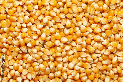 close-up of organic yellow corn seed or maize (Zea mays) Full-Frame Background. Top View