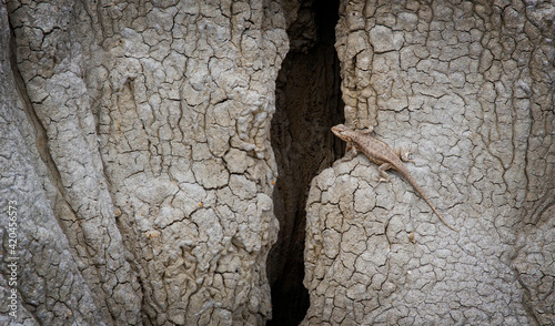 Photos Lizard, Theodore Roosevelt National Park, North Dakota, USA