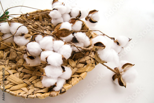 Cotton flowers lie in a wicker basket.
