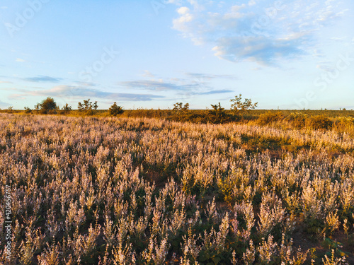 field of sage at sunset
