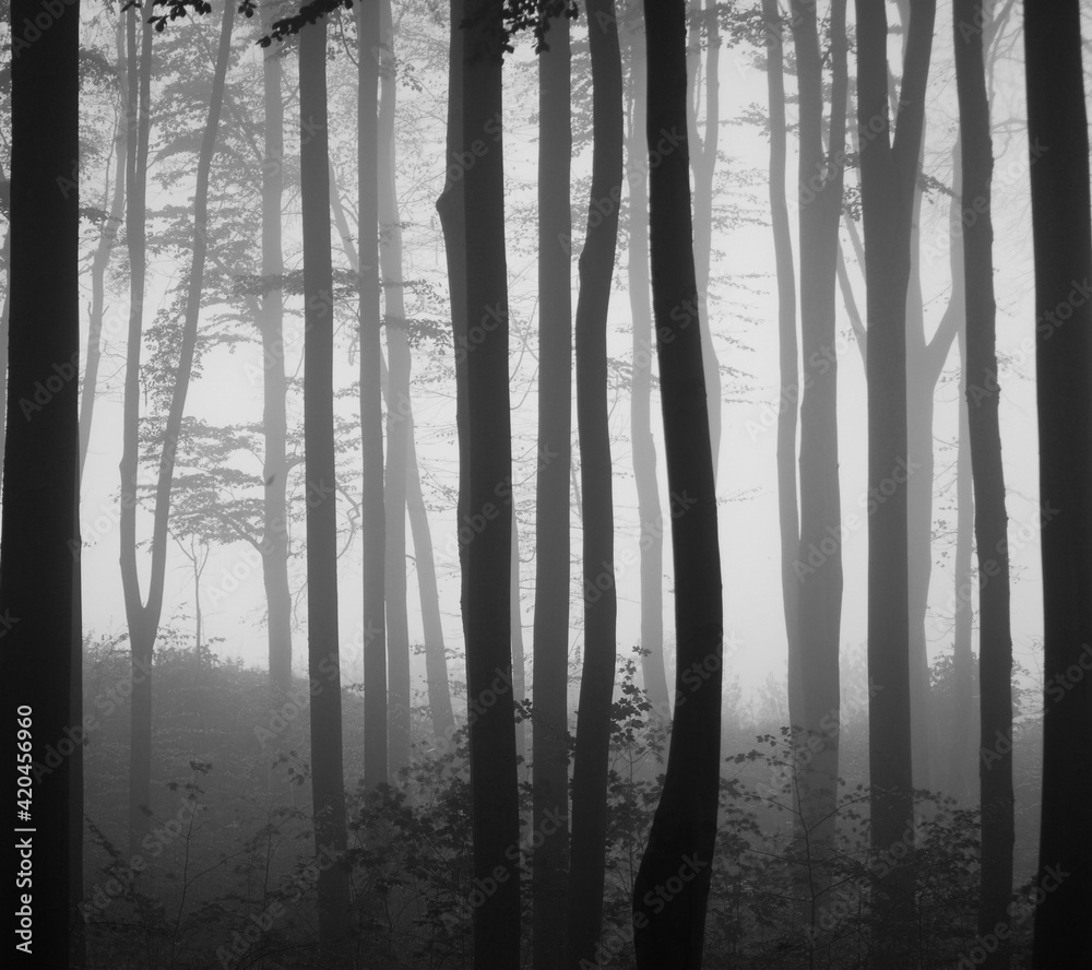 Misty beech forest in stripes