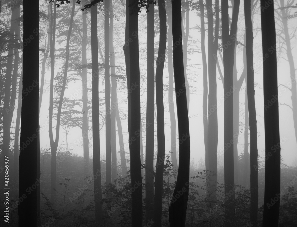 Misty beech forest in stripes Misty beech forest in stripes