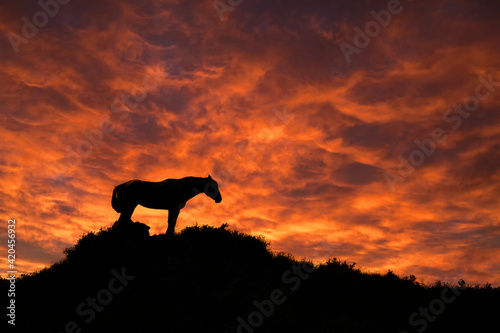Wild Horse  Sunset  Theodore Roosevelt National Park  North Dakota  USA