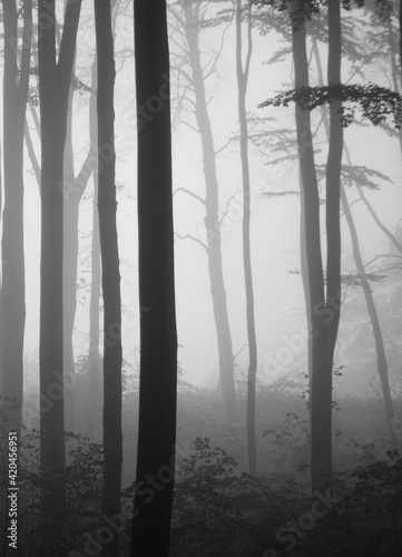 Misty beech forest in stripes