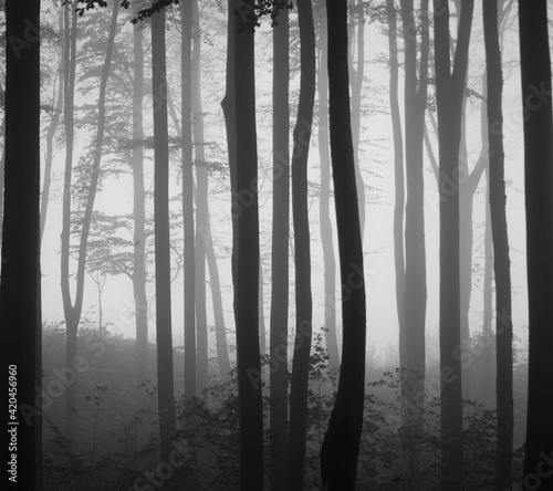 Misty beech forest in stripes