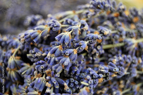 Dried lavender flowers at french market.