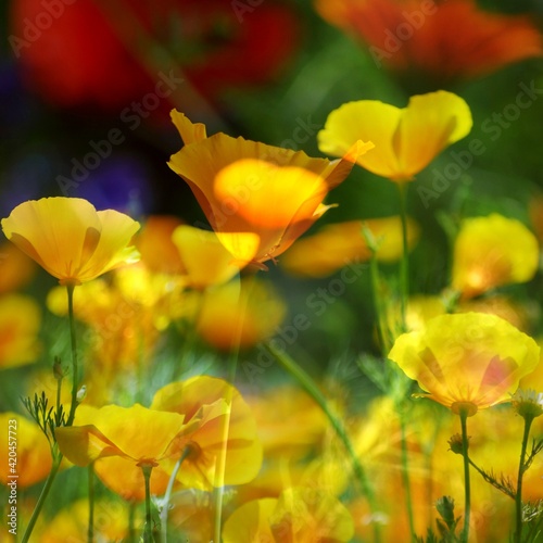 California poppy  red poppy  centaurea