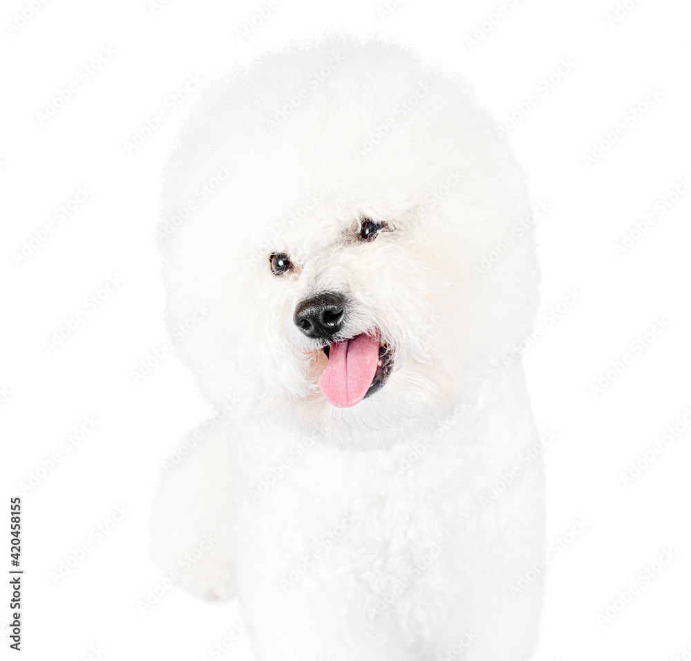 Portrait of a cute Bichon Frise isolated on white
