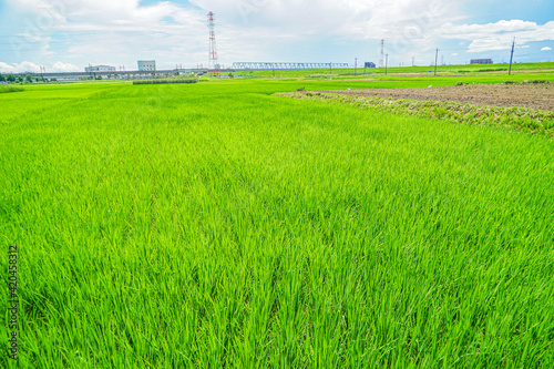 松戸市矢切の田園風景