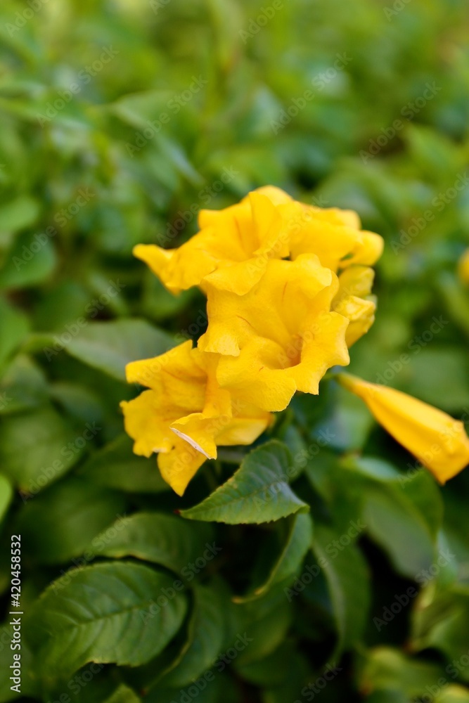 bush of yellow flowers against a blue sky as a background bush of yellow flowers against a blue sky as a background