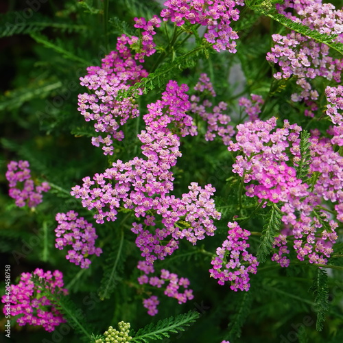 Medicinal plants. A flowering yarrow bush. Pink flowers milfoil in the field. 