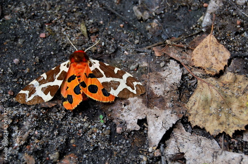 Garden tiger moth