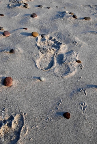 Footprints and birdprints in the sand