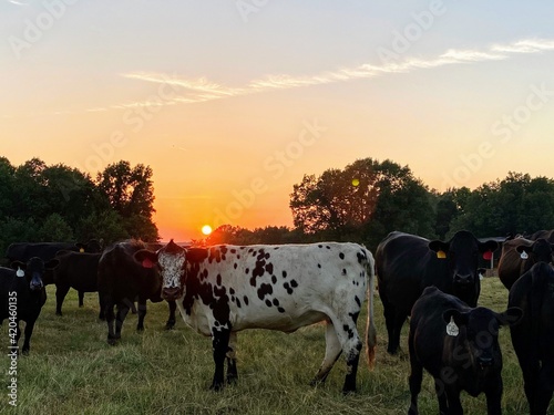 Sunset Cows © Heide