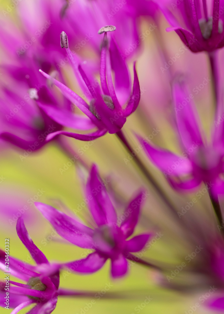 close up of a flower close up of a flower