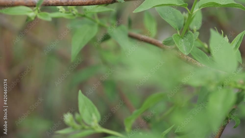 Fresh green grape leaves in the sunlight. Young vine leaves in spring in vineyards. Beautiful fresh grape leaf close-up at sunny day. Fresh green grape leaves in the sunlight. Young vine leaves in spring in vineyards. Beautiful fresh grape leaf close-up at sunny day.