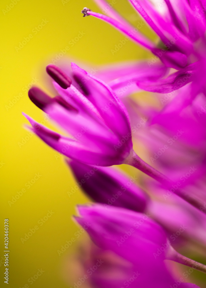 close up of a purple flower close up of a purple flower