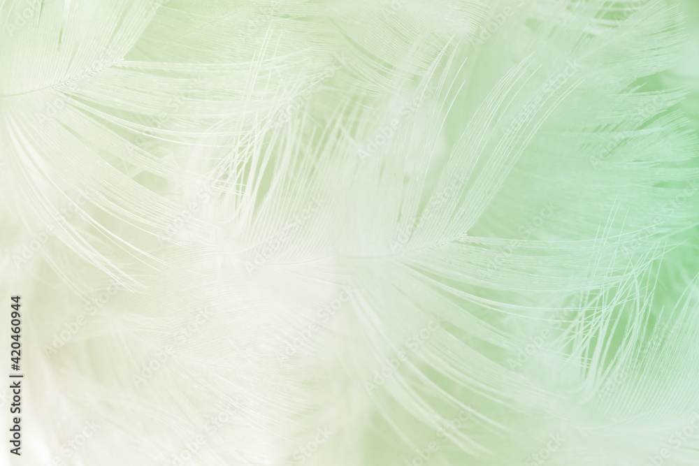 Fototapeta premium Beautiful feather color light green pastel pattern texture background