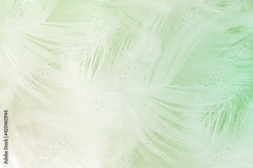 Beautiful feather color light green pastel pattern texture background