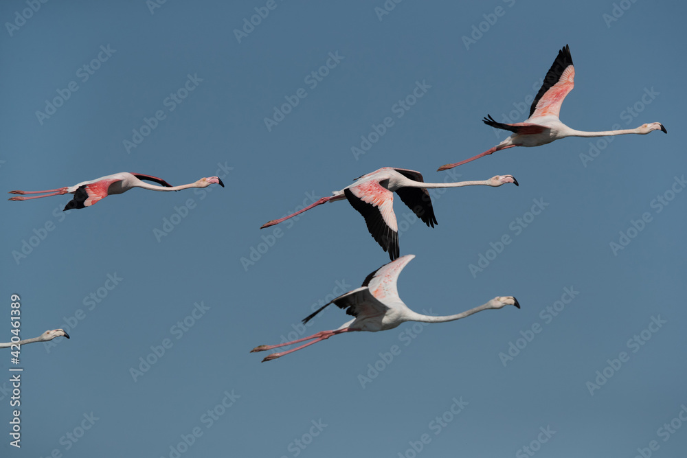 Fototapeta premium Greater Flamingos flying with blue sky at the backdrop at Tubli bay in the morning, Bahrain