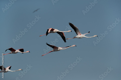 Greater Flamingos in flight at Tubli bay in the morning  Bahrain