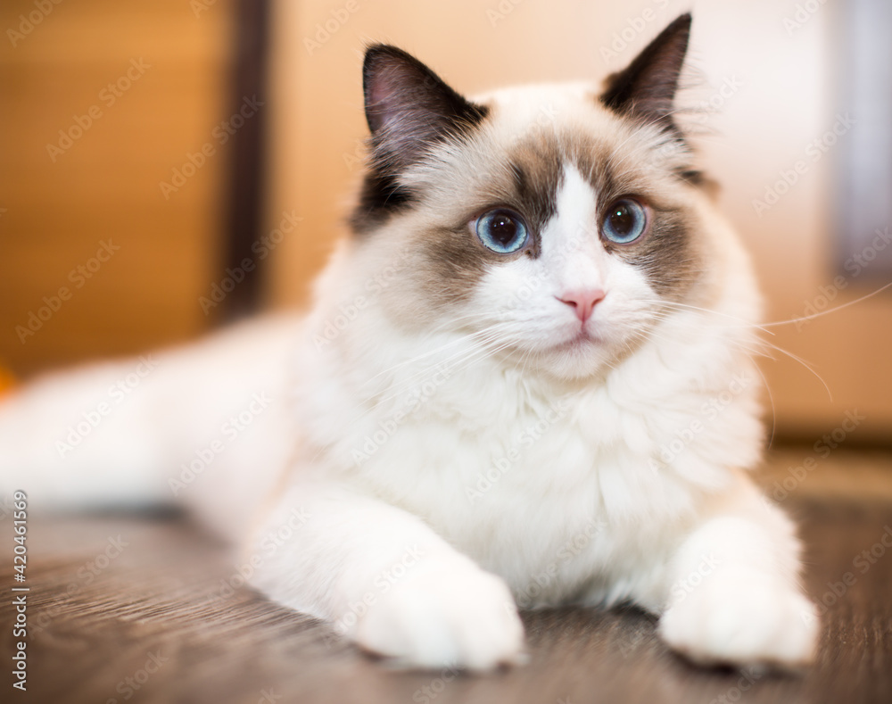 Beautiful young white purebred Ragdoll cat with blue eyes Beautiful young white purebred Ragdoll cat with blue eyes