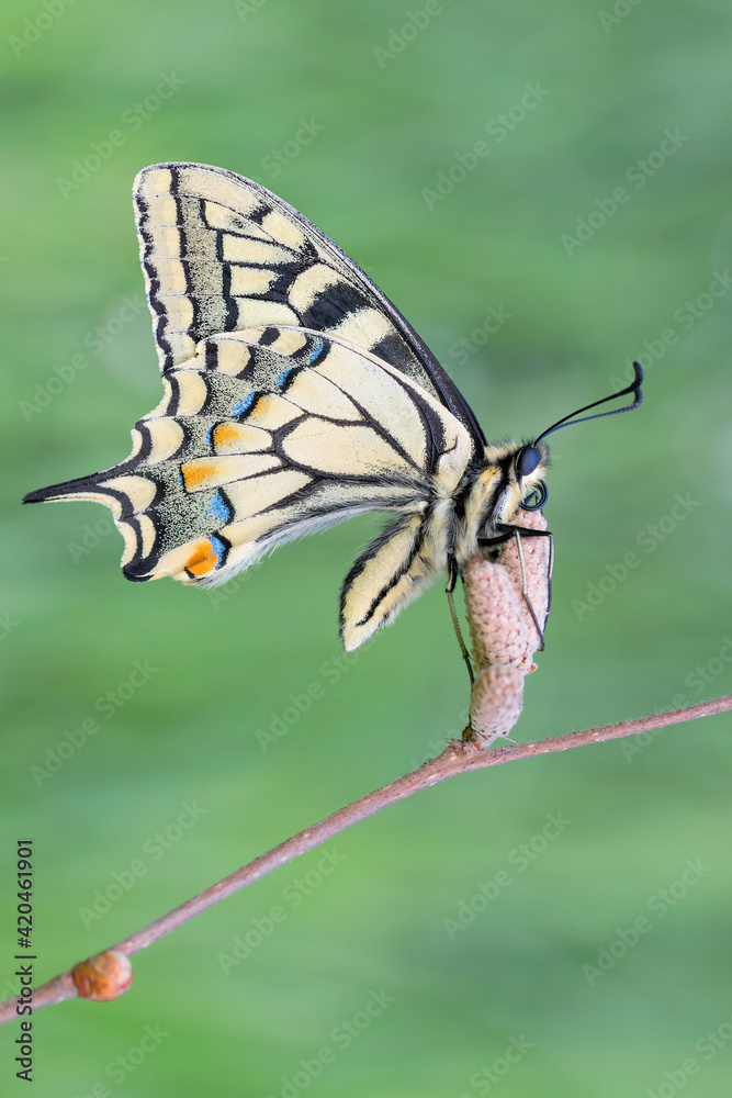 Fototapeta premium The Old World Swallowtail perched on branch (Papilio machaon)