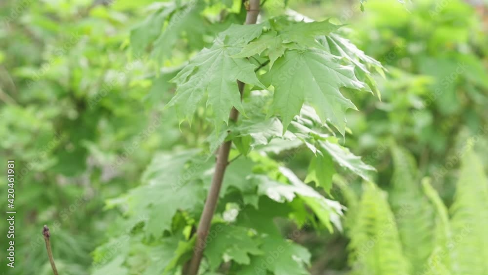 Fresh green foliage of a maple tree, close up in a spring park on a sunny day Fresh green foliage of a maple tree, close up in a spring park on a sunny day