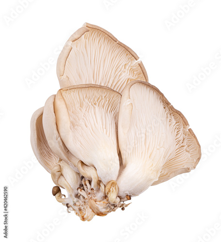 Oyster mushrooms isolated on a white background