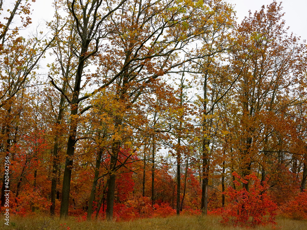 Fototapeta premium Bright beautiful colors of autumn in a deciduous forest.