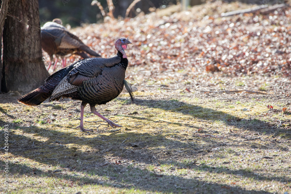 A male North American wild turkey spotted through the trees. Male