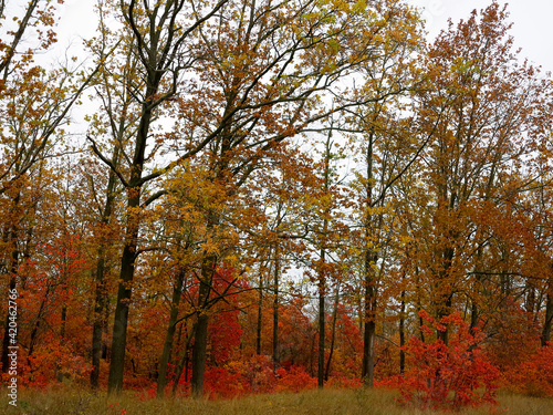 Bright beautiful colors of autumn in a deciduous forest.