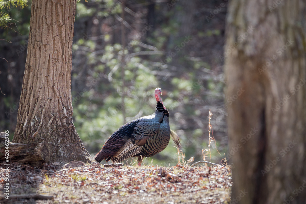 A male North American wild turkey spotted through the trees. Male