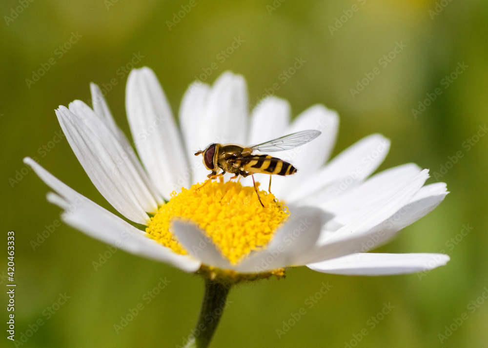 bee on daisy bee on daisy