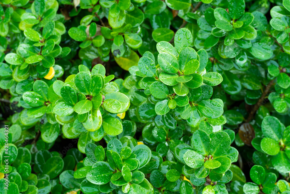 fresh green leave in garden nature background fresh green leave in garden nature background