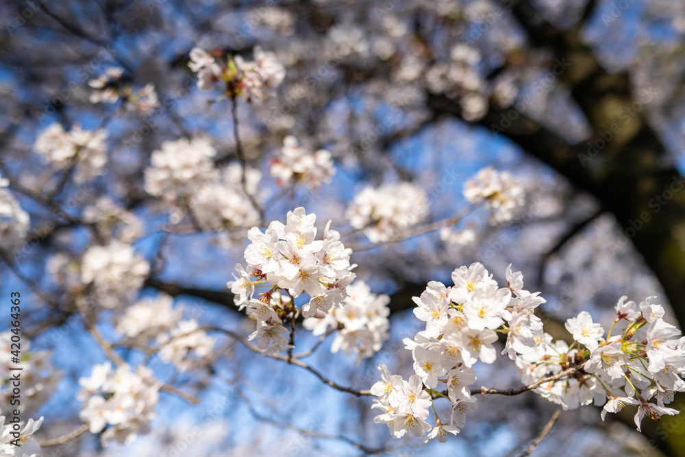 春爛漫_桜満開